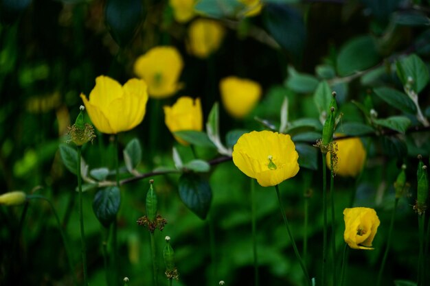 Photo close-up of yellow flowering plants