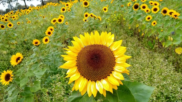 Close-up of yellow flowering plants