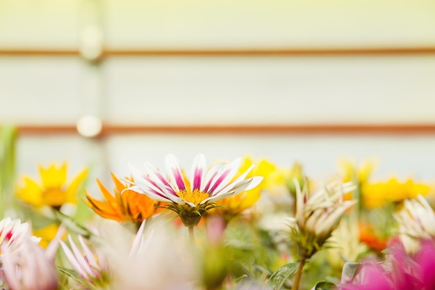 Photo close-up of yellow flowering plants