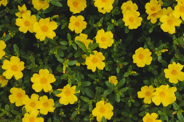 Close-up of yellow flowering plants