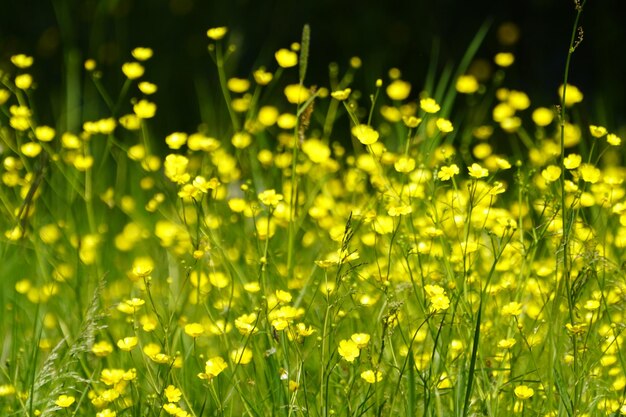 Close-up of yellow flowering plants