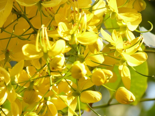 Close-up of yellow flowering plants