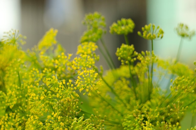 Photo close-up of yellow flowering plants