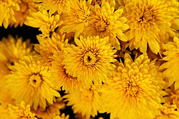 Close-up of yellow flowering plants