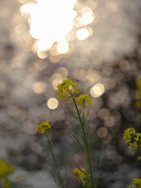 Photo close-up of yellow flowering plants