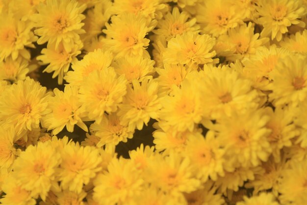 Close-up of yellow flowering plants