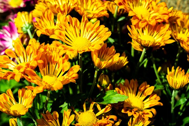 Close-up of yellow flowering plants