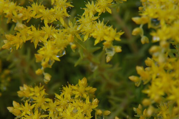 Close-up of yellow flowering plants