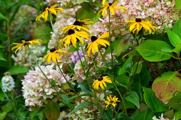 Photo close-up of yellow flowering plants