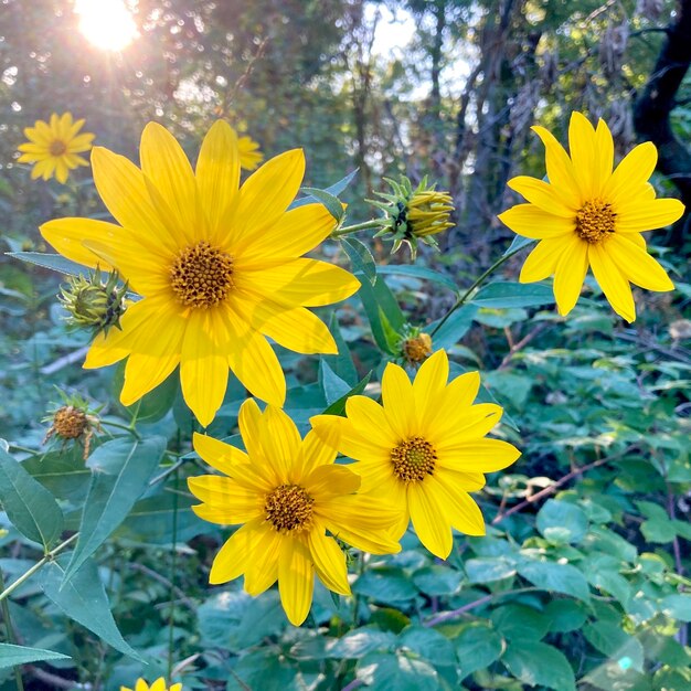 Close-up of yellow flowering plants