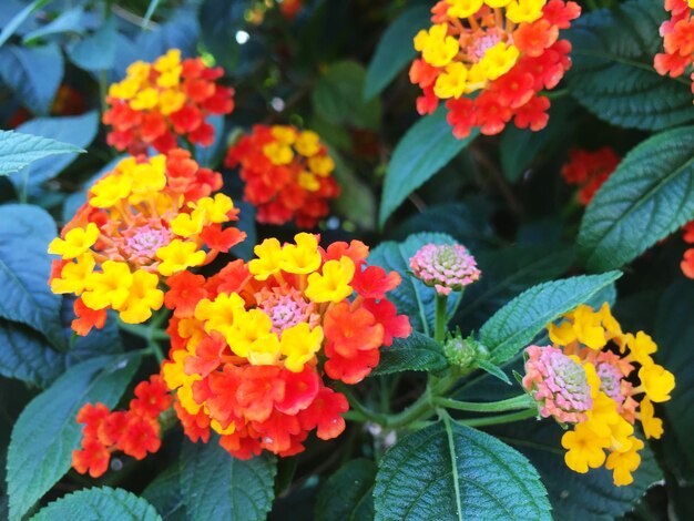 Close-up of yellow flowering plants