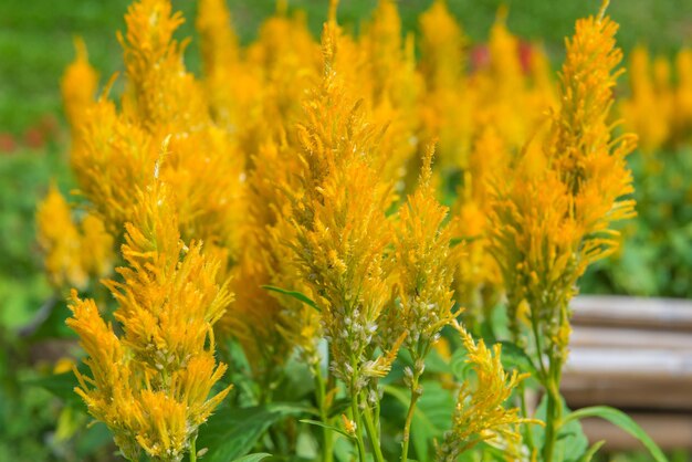 Close-up of yellow flowering plants