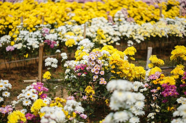 Close-up of yellow flowering plants