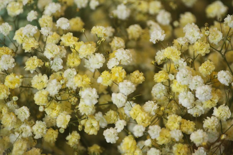Photo 黄色い花の植物のクローズアップ
