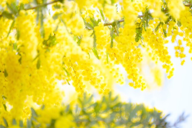 Close-up of yellow flowering plants