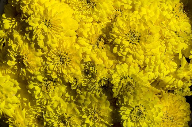 Photo close-up of yellow flowering plants