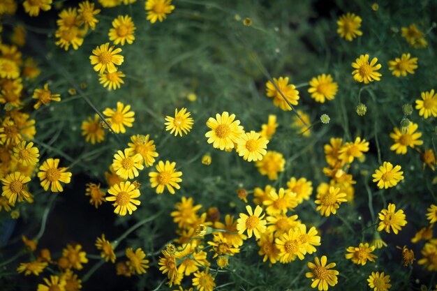 Photo close-up of yellow flowering plants