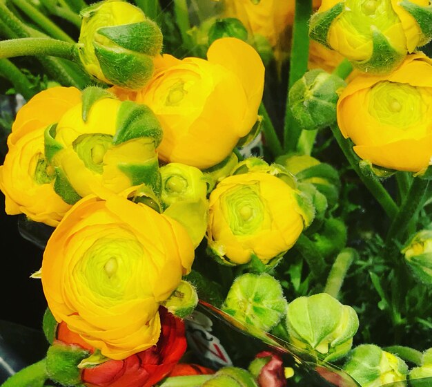 Close-up of yellow flowering plants