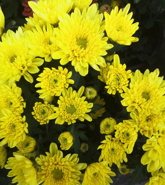 Foto close-up di piante a fiori gialli