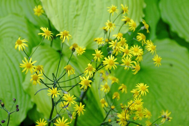 Photo close-up of yellow flowering plants