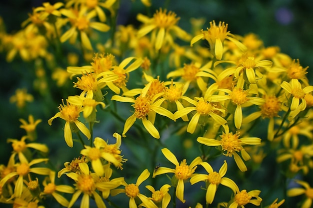 Close-up of yellow flowering plants