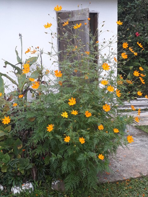 Close-up of yellow flowering plants