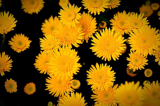 Photo close-up of yellow flowering plants