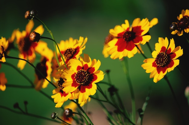 Foto close-up di piante a fiori gialli