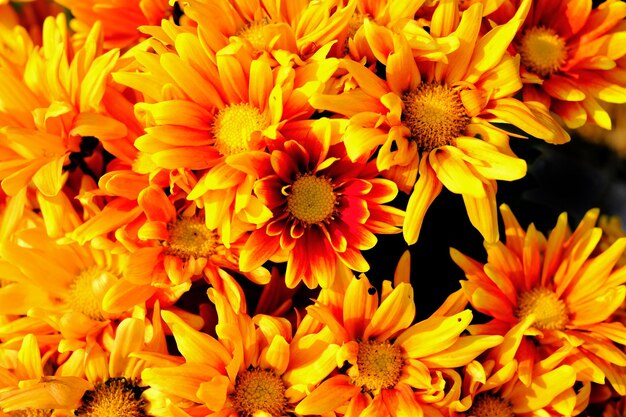 Close-up of yellow flowering plants