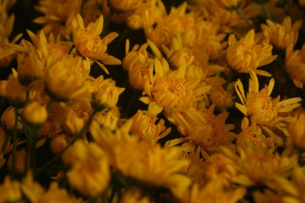 Close-up of yellow flowering plants