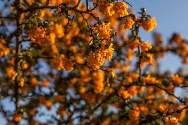 Close-up of yellow flowering tree during autumn