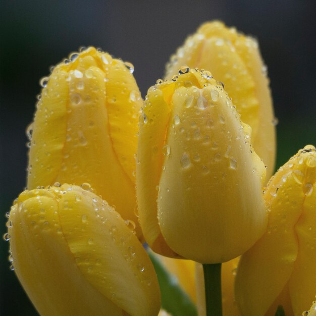 Foto close-up di fiori gialli su sfondo nero