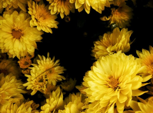 Photo close-up of yellow flowers against black background