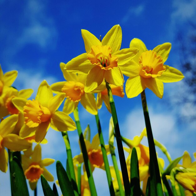 Close-up of yellow flowers against blue sky