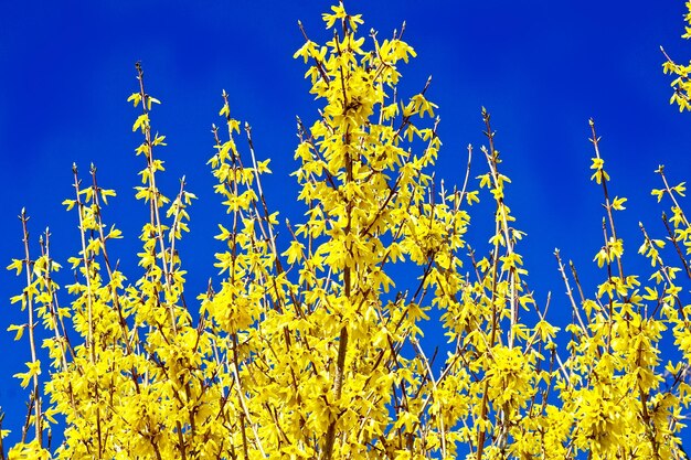 Close-up of yellow flowers against clear blue sky