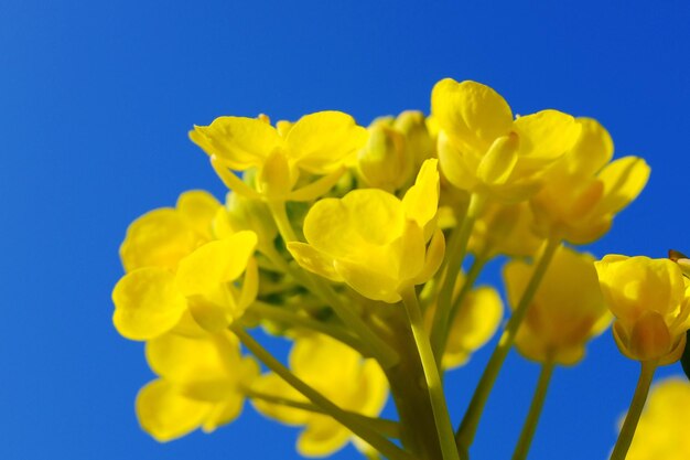 Close-up of yellow flowers against clear sky