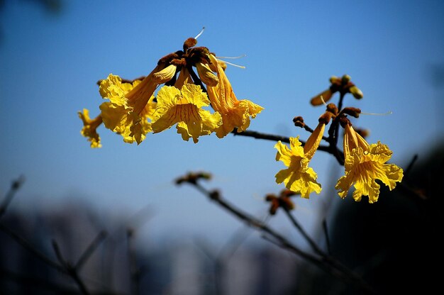Close-up of yellow flowers against clear sky