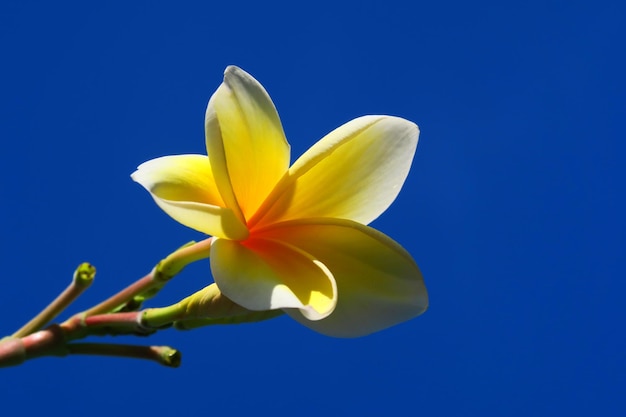 Close-up of yellow flowers against clear sky