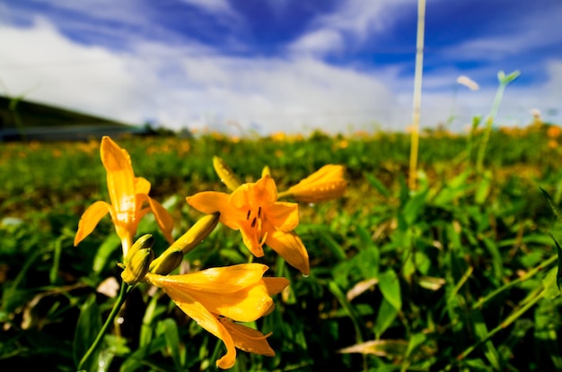 Close-up of yellow flowers against sky during sunny day