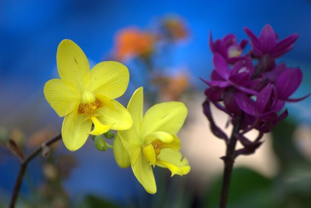 Close-up of yellow flowers against sky