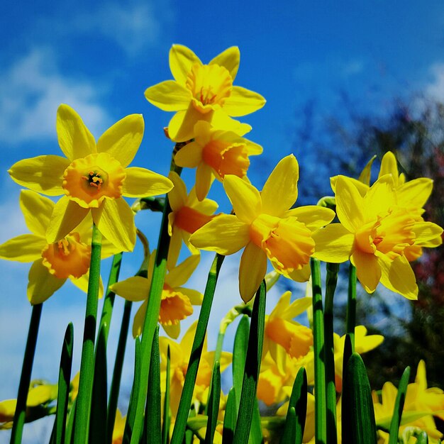 Close-up of yellow flowers against sky