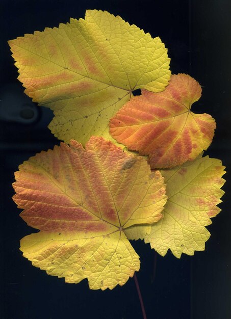 Close-up of yellow flowers on black background