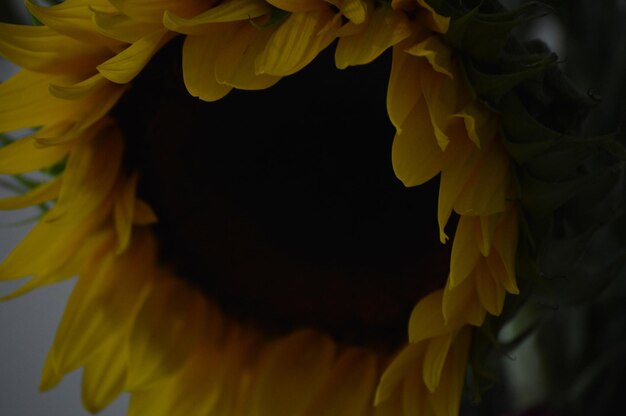 Close-up of yellow flowers blooming against black background