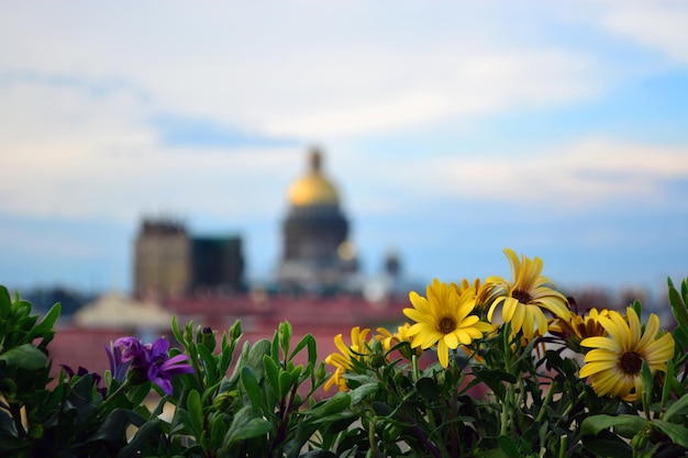 Close-up of yellow flowers blooming against sky