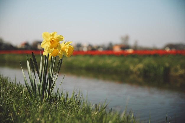 Close-up of yellow flowers blooming against sky