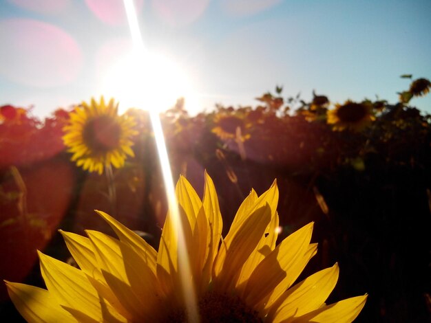 Photo close-up of yellow flowers blooming during sunny day