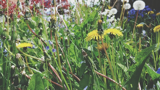 Close-up of yellow flowers blooming in field