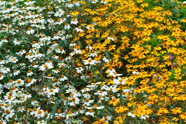 Photo close-up of yellow flowers blooming in field