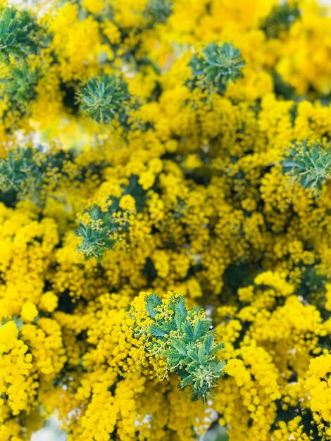 Close-up of yellow flowers blooming in field