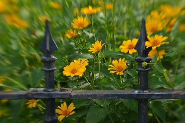 Close-up of yellow flowers blooming on field